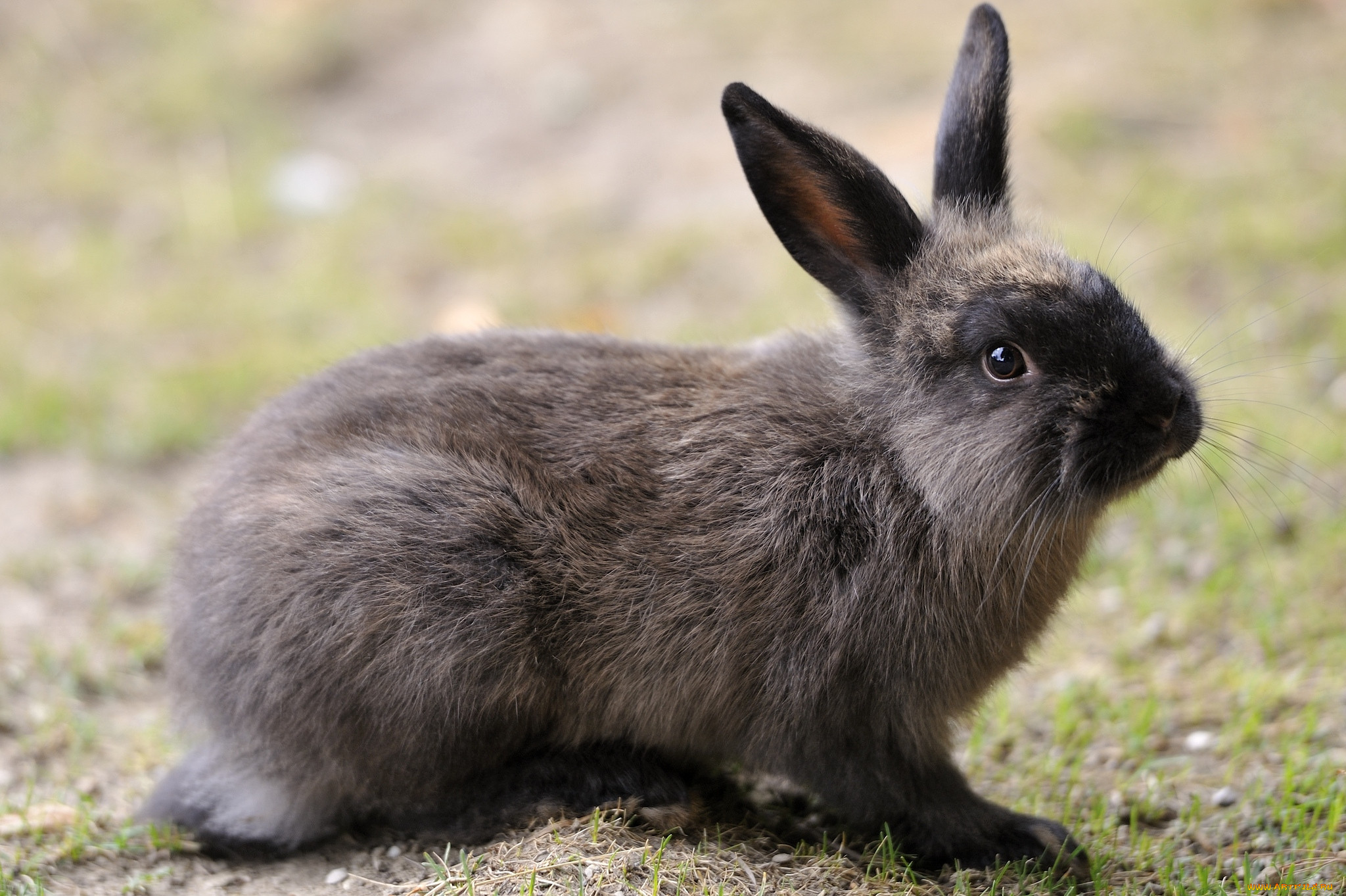 К чему снится кролик серый. Европейский кролик меланист. Заяц черно бурый. Серый великан кролик. Крольчата темный серый.